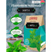 Herbal tea Mint